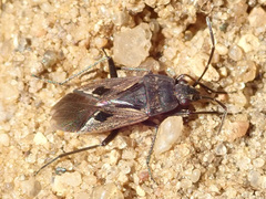 Rhyparochromus
