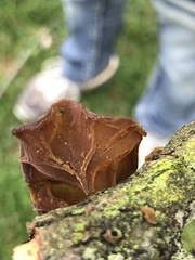 Auricularia