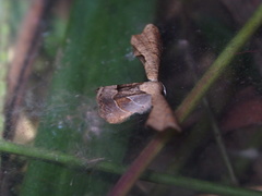 Phazaca leucocera