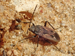 Rhyparochromus
