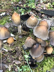 Coprinellus micaceus