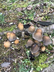 Coprinellus micaceus