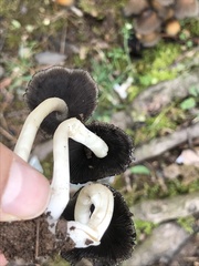 Coprinellus micaceus