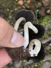 Coprinellus micaceus