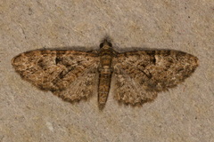 Eupithecia dodoneata
