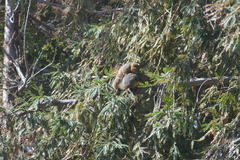 Sciurus niger rufiventer