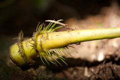 Osmoxylon pectinatum