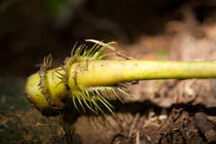 Osmoxylon pectinatum