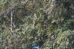 Sciurus niger rufiventer