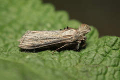 Cucullia mixta