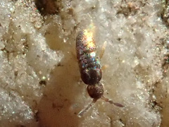 Lepidocyrtus cyaneus