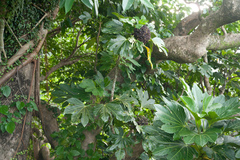 Osmoxylon pectinatum