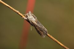 Cucullia mixta