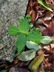 Asystasia gangetica