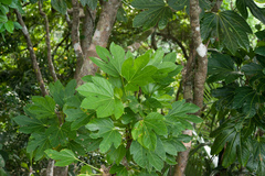 Osmoxylon pectinatum