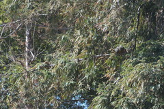 Sciurus niger rufiventer