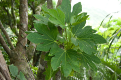 Osmoxylon pectinatum