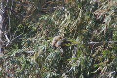 Sciurus niger rufiventer