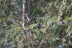 Sciurus niger rufiventer