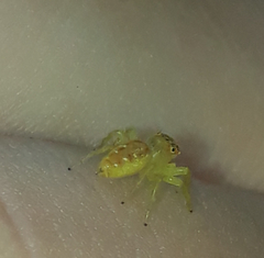 Thyene coccineovittata