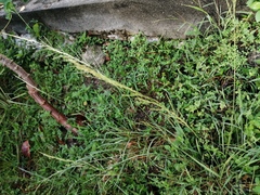 Setaria scheelei