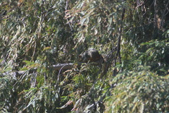 Sciurus niger rufiventer