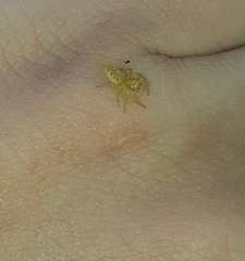 Thyene coccineovittata