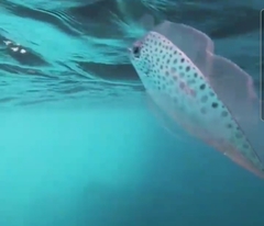 Polka-Dot Ribbonfish photo 3