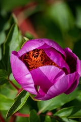 Paeonia