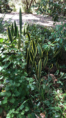 Sansevieria trifasciata