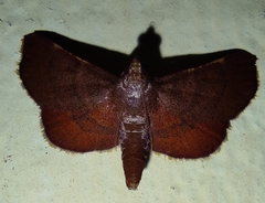 Hypsopygia pelasgalis