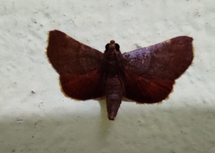 Hypsopygia pelasgalis