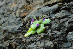 Microchirita viola