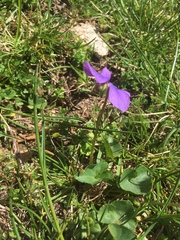 Viola