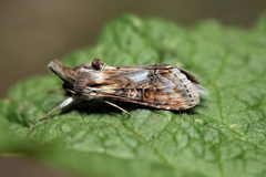 Cucullia propinqua