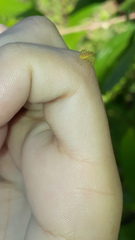 Thyene coccineovittata