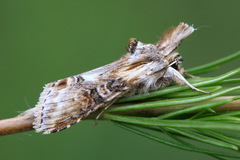 Cucullia propinqua