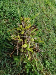 Pyrrosia adnascens