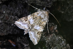 Cucullia spectabilisoides
