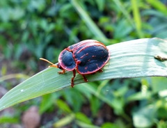 Botanochara bonariensis