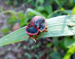 Botanochara bonariensis