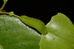Satyrium liparops