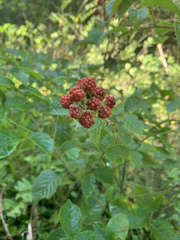 Rubus sellowii