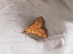 Pyrausta ignealis