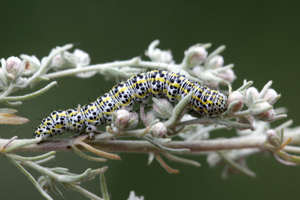 Cucullia tanaceti