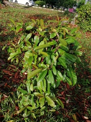 Ardisia crenata
