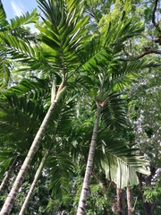 Areca catechu