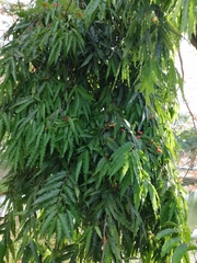 Polyalthia