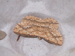 Synegia eumeleata