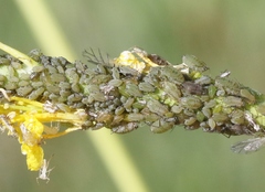 Lipaphis pseudobrassicae